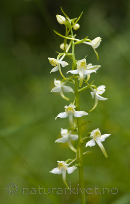 BB 05 0376 / Platanthera montana / Grov nattfiol